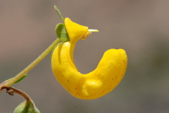 Calceolaria polyrhiza