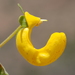 Calceolaria polyrhiza - Photo (c) aacocucci, some rights reserved (CC BY-NC), uploaded by aacocucci