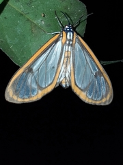 Hyalurga sixola