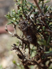 Pedana hesperia