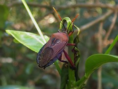 Rhoecus australasiae