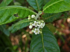 Psychotria loniceroides