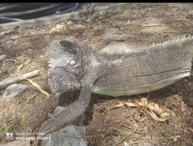 Iguana iguana image