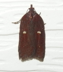 Acleris bowmanana