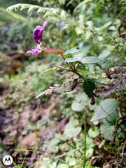 Cuphea calaminthifolia