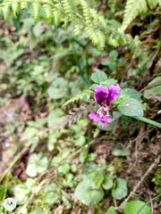 Cuphea calaminthifolia