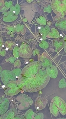 Nymphoides coreana