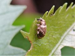 Aneuma compta