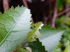 Aneuma compta