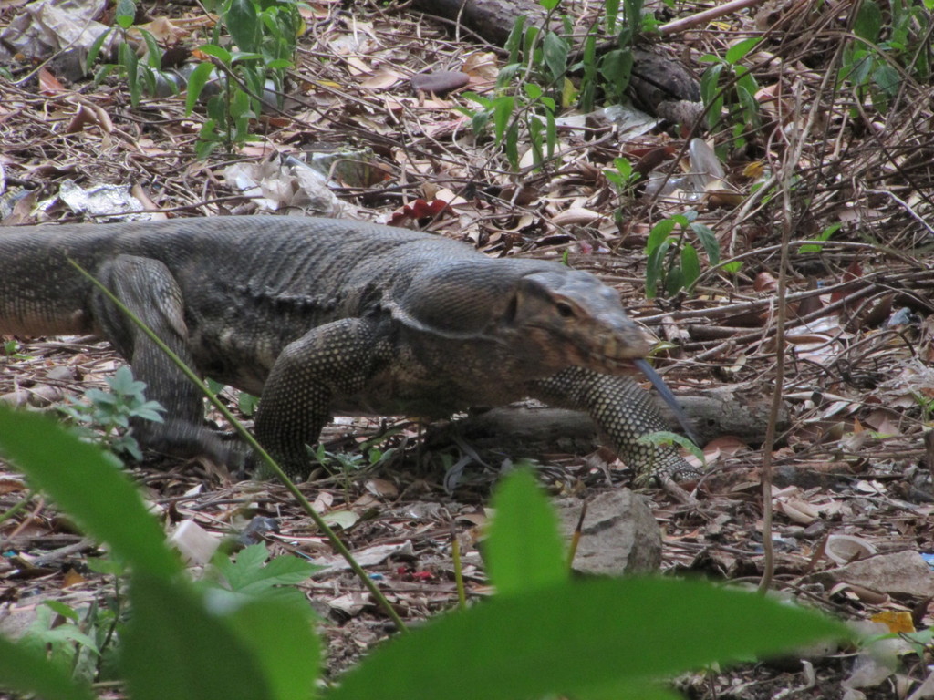 Togian Water Monitor