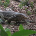 Togian Water Monitor - Photo (c) bangun_dp, some rights reserved (CC BY-NC), uploaded by bangun_dp