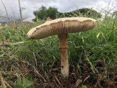 Saproamanita manicata