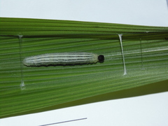 Cymaenes lepta