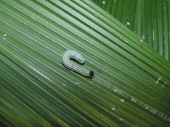 Cymaenes lepta