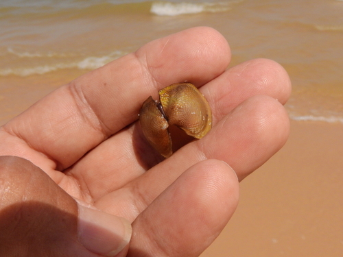 Triplodon chodo | Native Nature