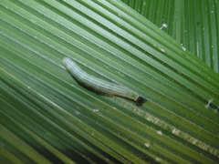 Cymaenes lepta