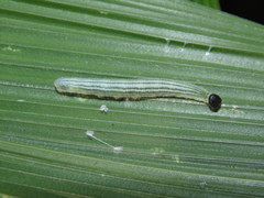 Cymaenes lepta