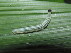 Cymaenes lepta