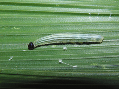 Cymaenes lepta