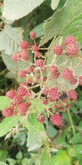 Rubus urticifolius