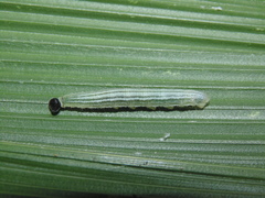 Cymaenes lepta