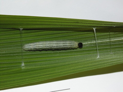 Cymaenes lepta