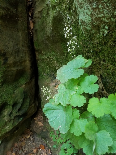 Image of Missouri Alumroot (Heuchera missouriensis) by (c) Jennifer Harris, some rights reserved (CC BY)