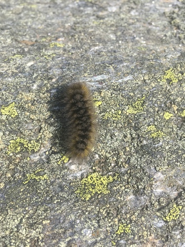 Ross' Tussock Moth
