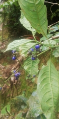 Palicourea caerulea