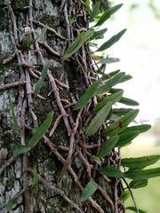 Microgramma squamulosa