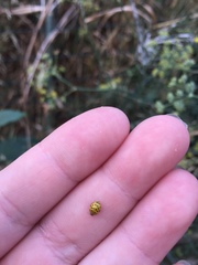 Psyllobora vigintiduopunctata