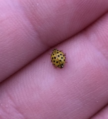 Psyllobora vigintiduopunctata