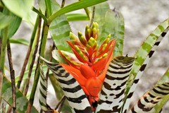 Aechmea chantinii