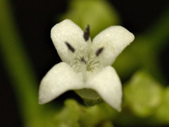 Magnoliopsida