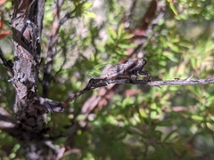 Drymopsalta daemeli