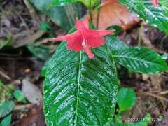 Fuchsia macrostigma