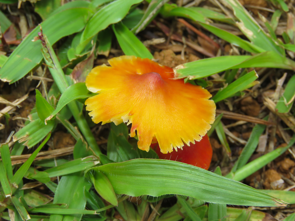 Hygrocybe conica · November 2020 · photo: © diogoluiz (iNaturalist, cc-by)