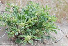 Jaborosa kurtzii