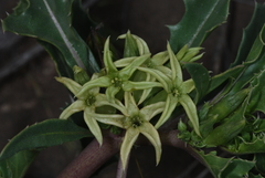 Jaborosa kurtzii