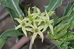 Jaborosa kurtzii