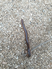 Orthoporus texicolens