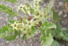 Jaborosa kurtzii