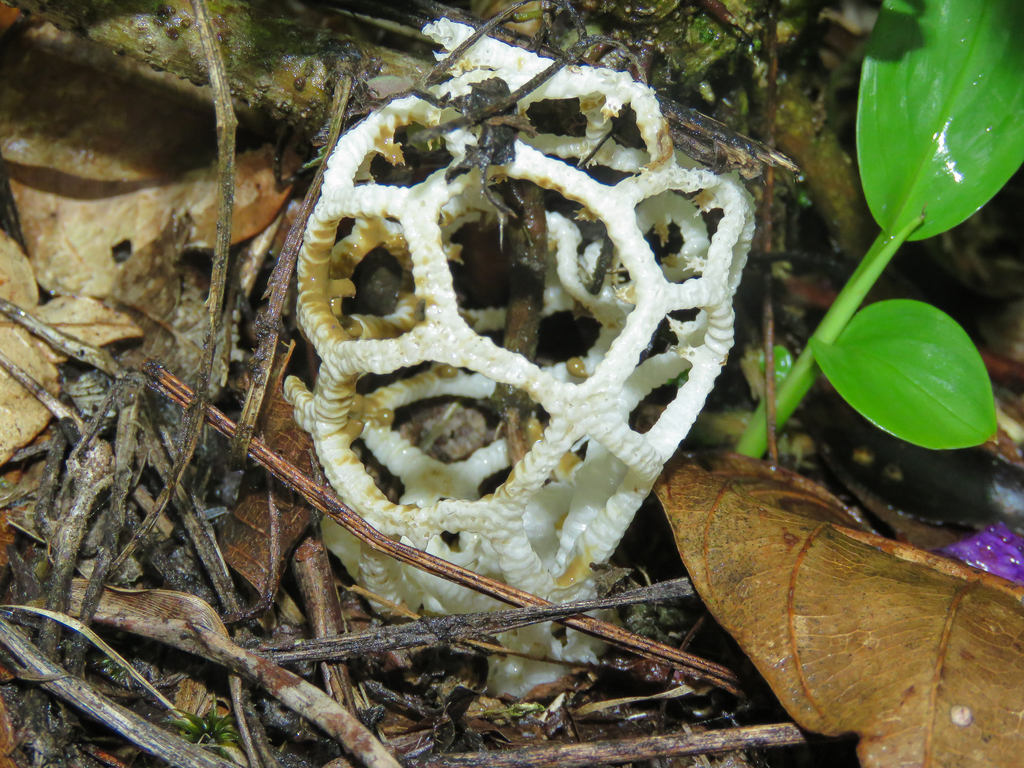 Clathrus chrysomycelinus · November 2020 · photo: © diogoluiz (iNaturalist, cc-by)