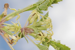 Jaborosa kurtzii