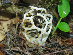 Clathrus chrysomycelinus