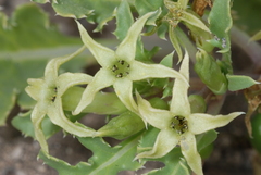 Jaborosa kurtzii