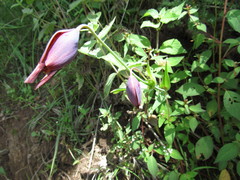 Calochortus purpureus
