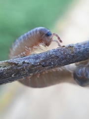 Orthoporus texicolens