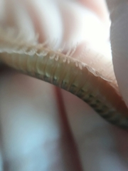 Orthoporus texicolens