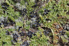 Jaborosa magellanica